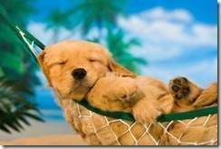 puppy-in-hammock